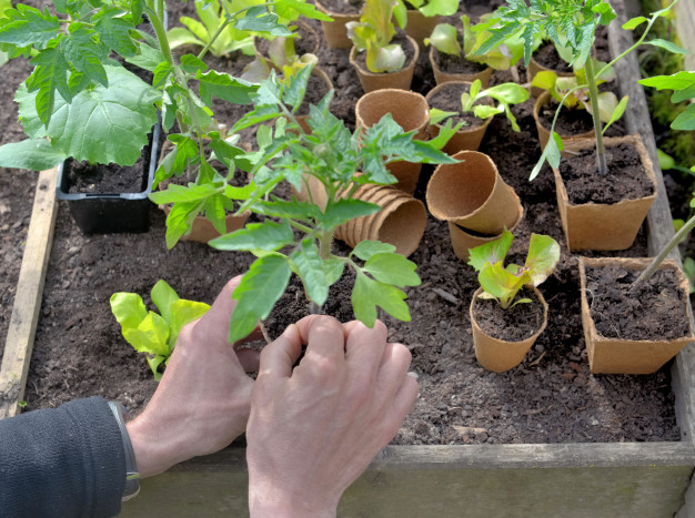 Comment construire un carré de potager et avec quels outils ?