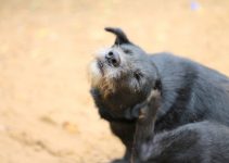 Chien se gratte l'oreille