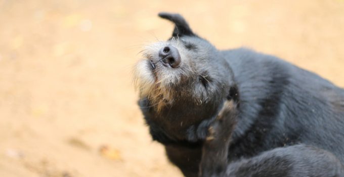 Chien se gratte l'oreille