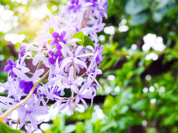 Quel treillage utiliser pour une glycine ?