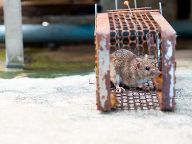 Que faire contre les rats ?