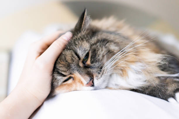Comment savoir si mon chat fait une dépression ?