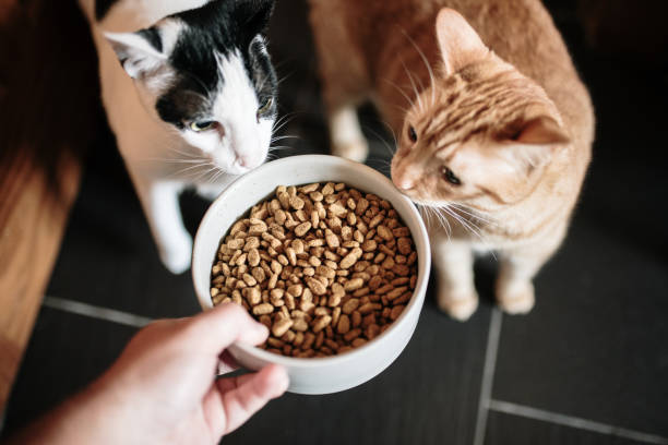 Bio, sans céréales… quelles croquettes choisir pour son chat ?