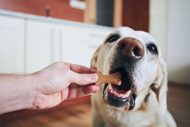 Quand donner des friandises à son chien ?