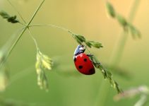 bienfaits coccinelle