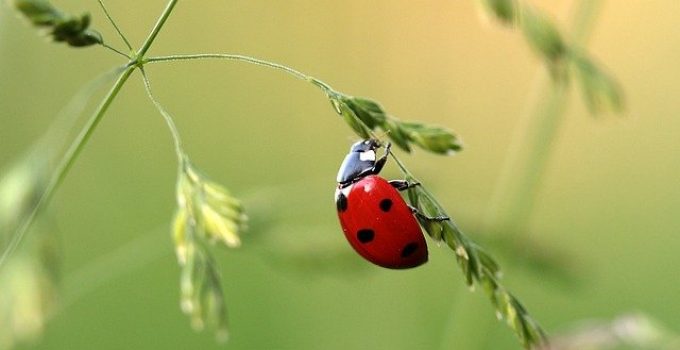 bienfaits coccinelle