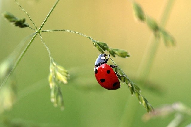 Quels sont les bienfaits des coccinelles dans le potager ?