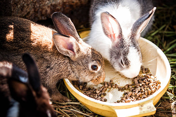 Comment choisir la litière de son lapin nain ?