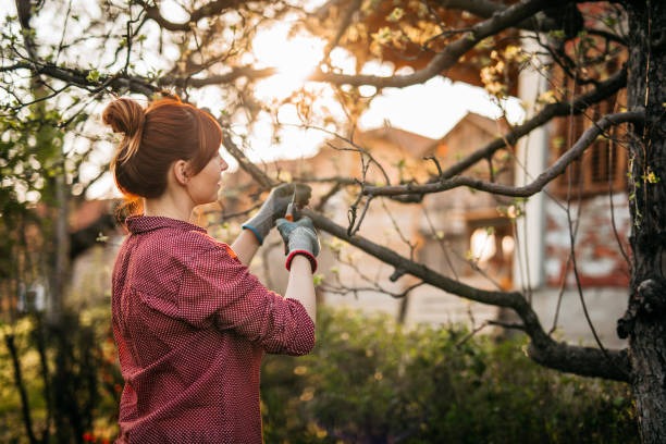 Qui doit payer l’élagage des arbres entre locataire et propriétaire ?