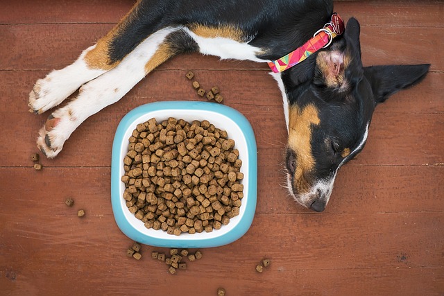 Quelles races d’animaux peuvent profiter des croquettes premium ?