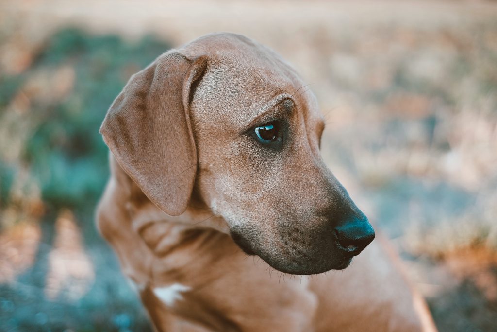 Les clés pour éduquer un Rhodesian Ridgeback avec succès