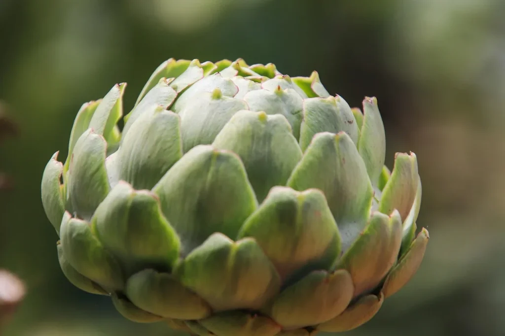 Création d'un jardin écoresponsable : conseils pratiques
